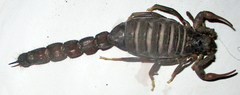 Parabuthus transvaalicus