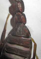 Parabuthus transvaalicus