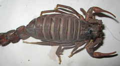 Parabuthus transvaalicus