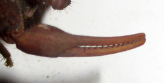Parabuthus transvaalicus