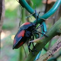 Brachystethus rubromaculatus
