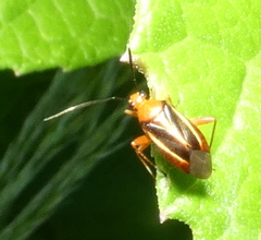 Horciasinus signoreti