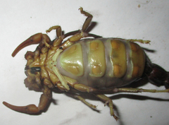 Parabuthus transvaalicus