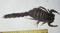 Parabuthus transvaalicus