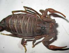 Parabuthus transvaalicus