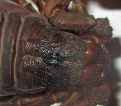 Parabuthus transvaalicus