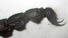 Parabuthus transvaalicus