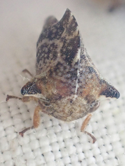 Telamonanthe pulchella