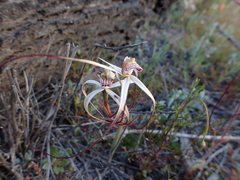 Caladenia pendens pendens