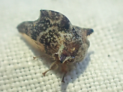 Telamonanthe pulchella