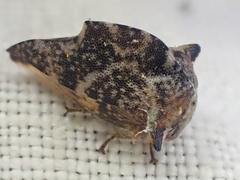 Telamonanthe pulchella