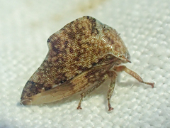Telamonanthe pulchella