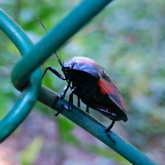 Brachystethus rubromaculatus