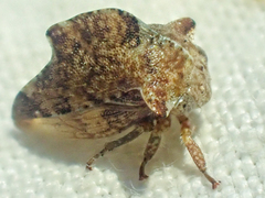 Telamonanthe pulchella