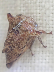 Telamonanthe pulchella