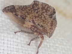 Telamonanthe pulchella