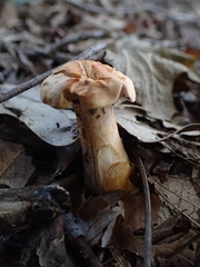Hydnum cuspidatum