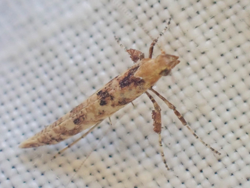 Caloptilia agrifoliella