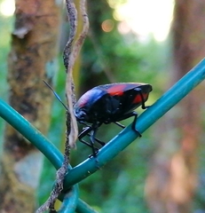 Brachystethus rubromaculatus