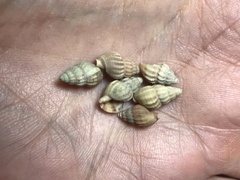 Nassarius fraterculus