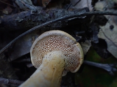 Hydnum cuspidatum