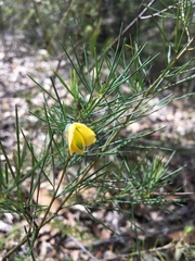 Gompholobium grandiflorum