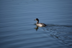 Podiceps nigricollis