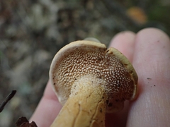 Hydnum cuspidatum