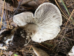 Tricholoma pullum