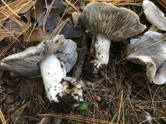 Tricholoma pullum
