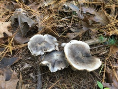 Tricholoma pullum