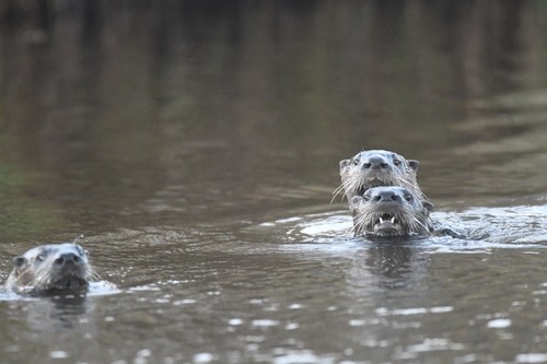 North American River Otter photographed in Michigan