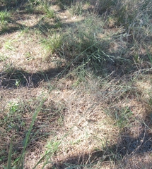 Eragrostis curtipedicellata