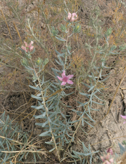 Reaumuria alternifolia