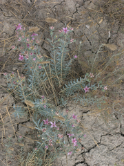 Reaumuria alternifolia