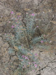 Reaumuria alternifolia