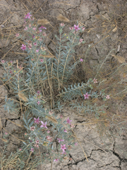 Reaumuria alternifolia