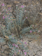Reaumuria alternifolia