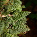 Hymenophyllum hirsutum - Photo 由 Sébastien SANT 所上傳的 (c) Sébastien SANT，保留部份權利CC BY-NC