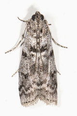 Pyla fusca