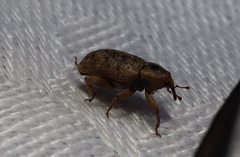 Mitrastethus australiae