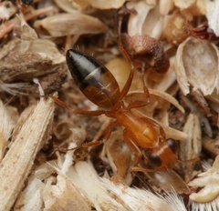 Opisthopsis