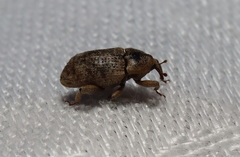 Mitrastethus australiae