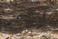 Baeolophus inornatus