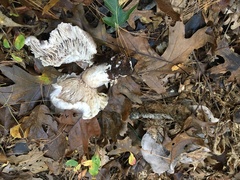 Tricholoma pullum