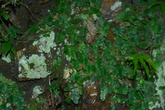 Tectaria zeilanica