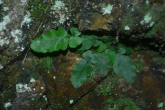 Tectaria zeilanica