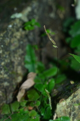 Tectaria zeilanica
