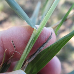 Eragrostis curtipedicellata