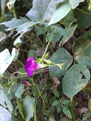 Ipomoea purpurea